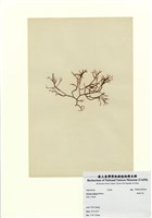 藏品(曲刺沙菜)的圖片